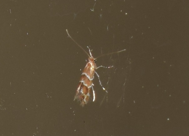 Cameraria ohridella (Gracillariidae)?